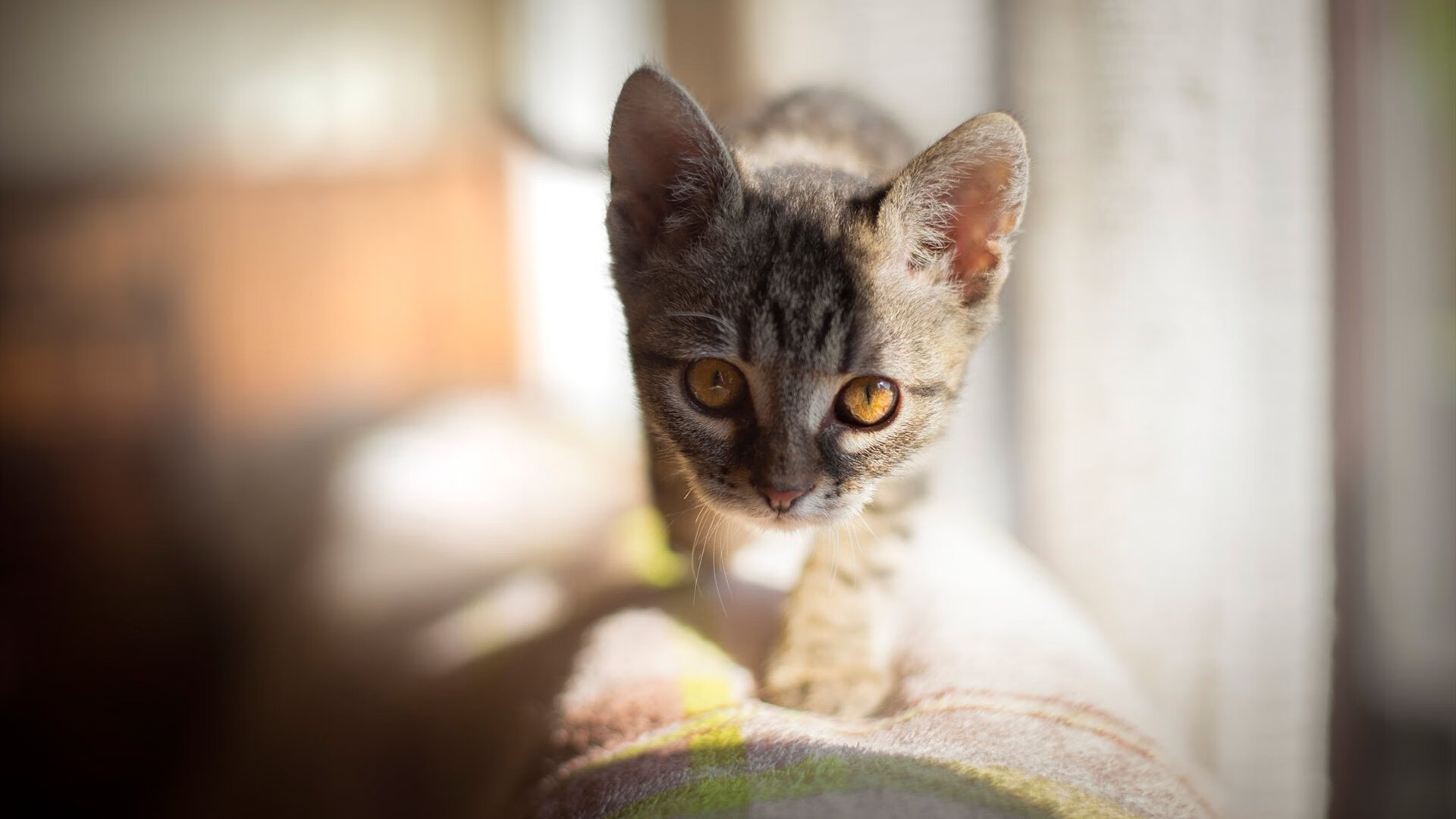 NBA球队替补席表现分析,nba球队替补场均得分排名