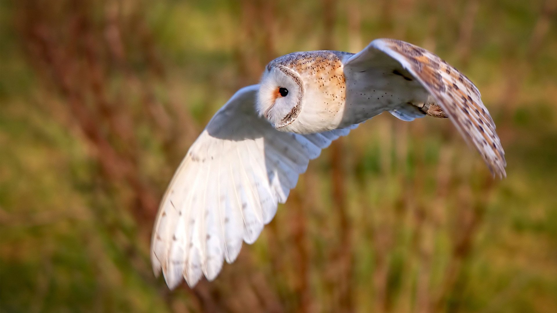 体育赛事票务系统智能升级，体育赛票官方下载