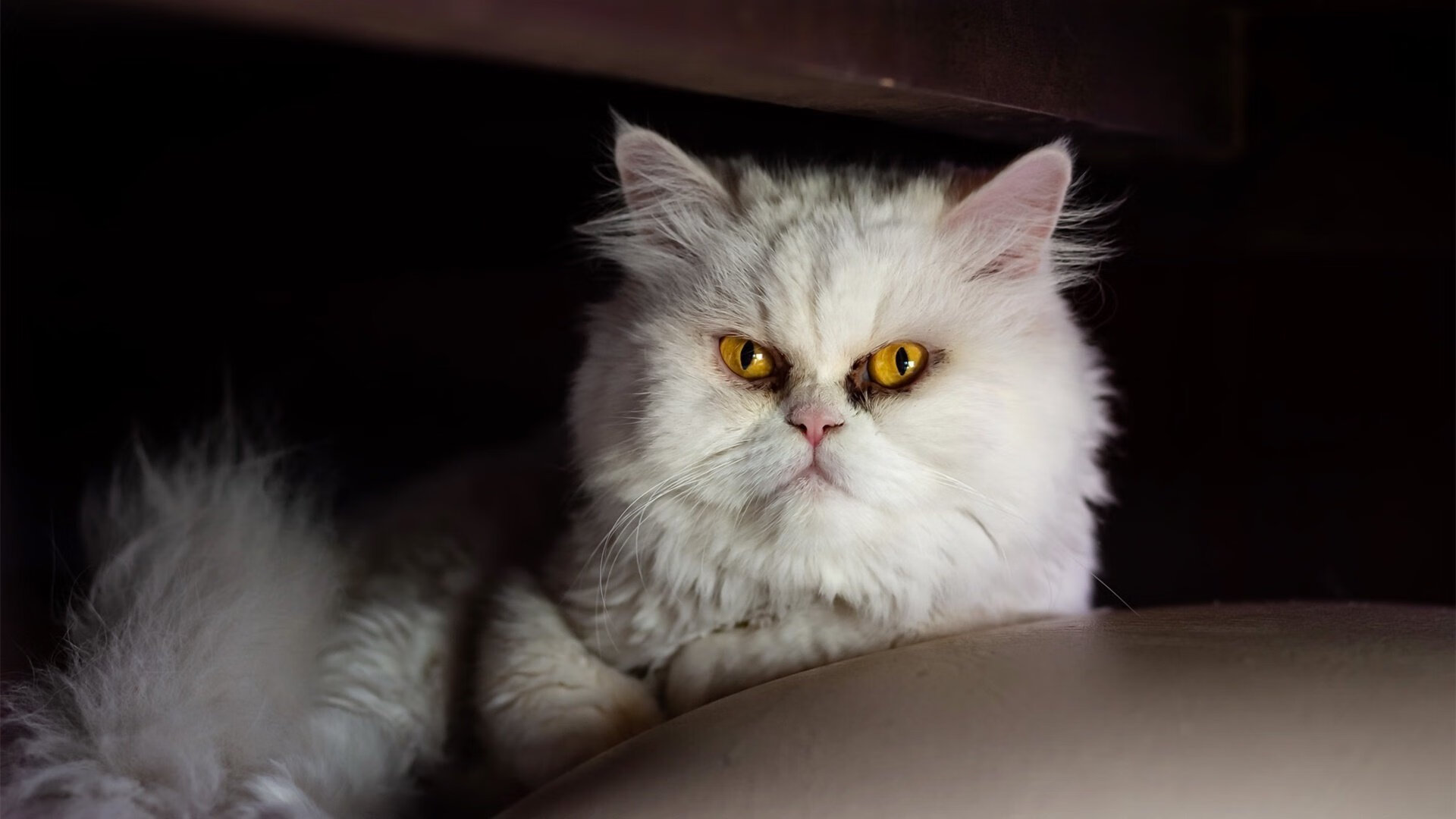 九游体育网页版-国足主帅临场调度风格分类与成功率统计，国足主帅人选最新消息