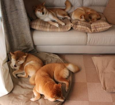 9游-德甲球队高强度对抗期间体能消耗与技术表现关联，德甲冲刺速度